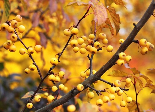 枝枝結(jié)果
