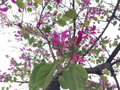 紫荊花