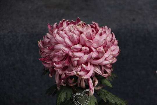 紅菊花