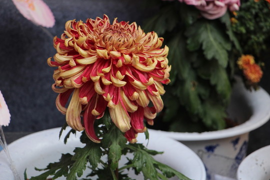 紅菊花