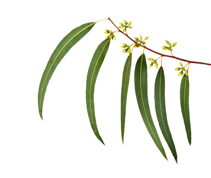 桉樹枝