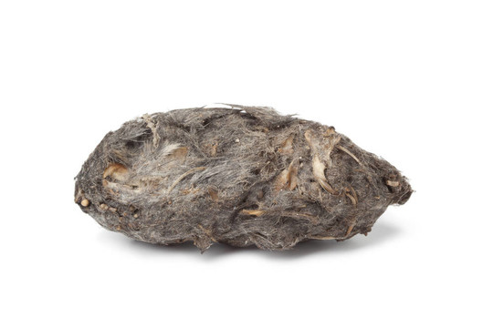 貓頭鷹顆粒