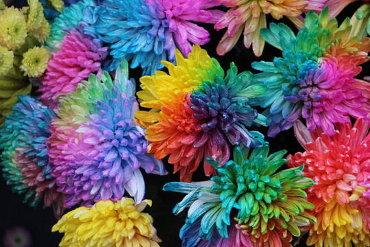 綠菊花