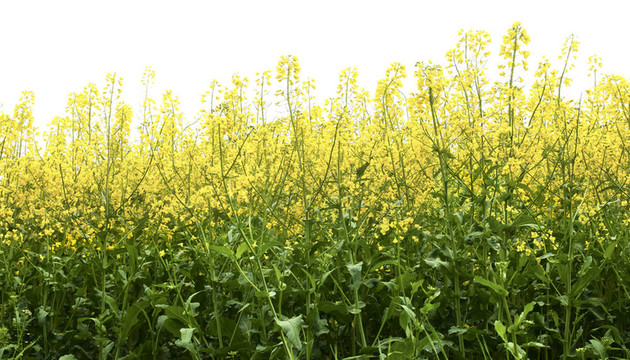 油菜