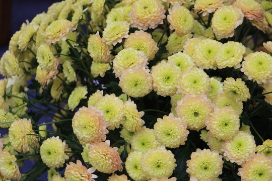 綠菊花
