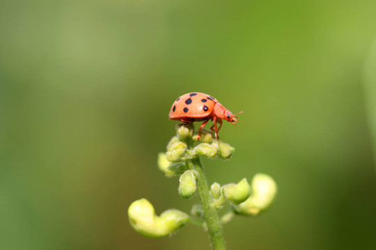 年輕女士的bug