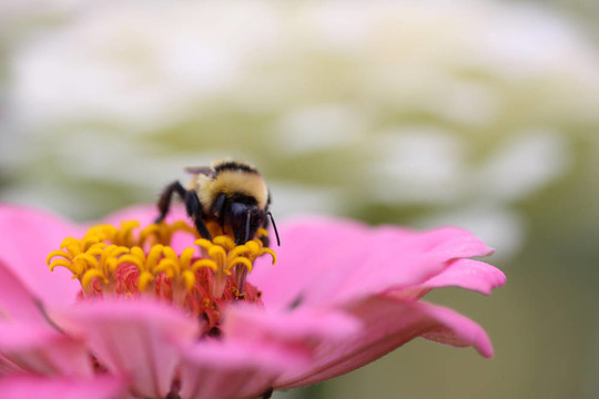 蜜蜂在Zinnia flower