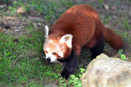 野生動物和動物-紅熊貓