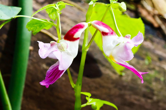 parrot flower