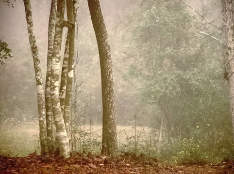 樹在霧
