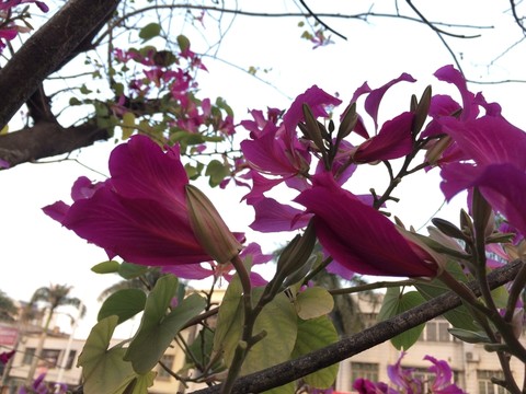 紫荊花
