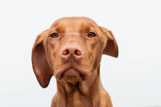 嚴肅的匈牙利維茲拉犬狗特寫