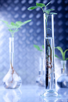 植物在實(shí)驗(yàn)室