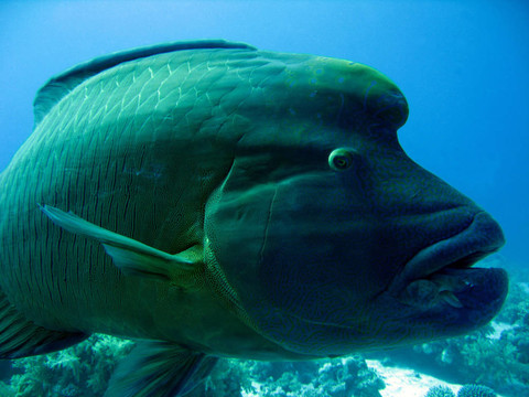 靠近napoleonfish；Ras Mohammed；埃及
