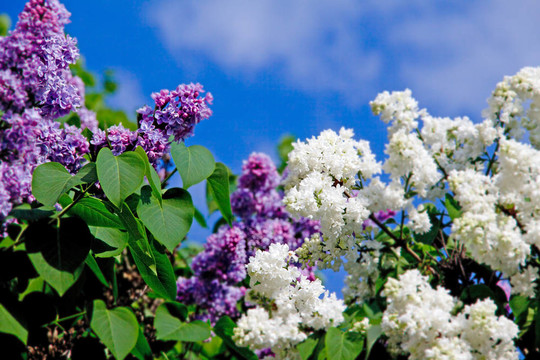 丁香花