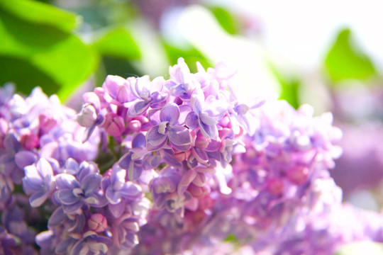 丁香花