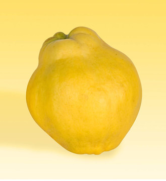 溫柏