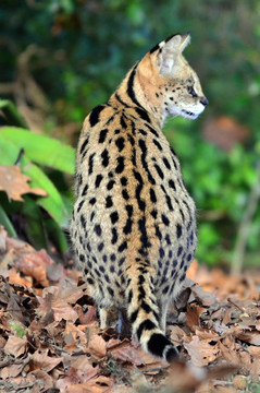 野生動物和動物了