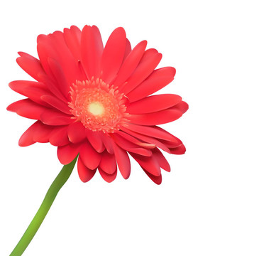 白底紅花。綻放的非洲菊自然優(yōu)雅的插畫(huà)設(shè)計(jì)