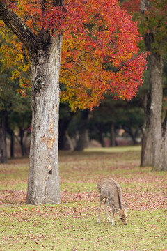 鹿在Nara公園放牧