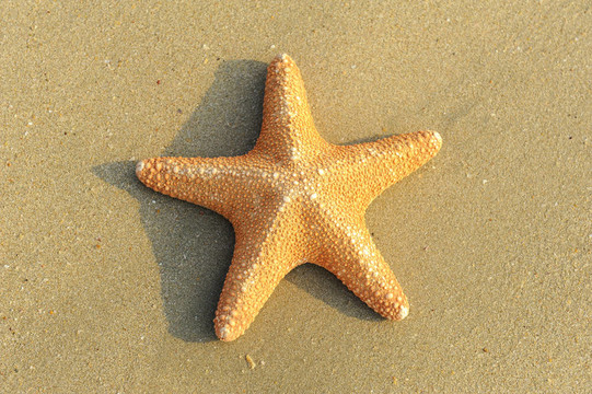 在珊瑚礁海岸海星