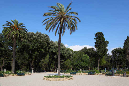 美麗的大棕櫚樹Piazzale Napoleone我在羅馬；意大利
