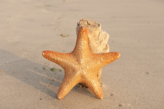 在珊瑚礁海岸海星