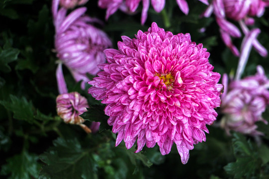 菊花