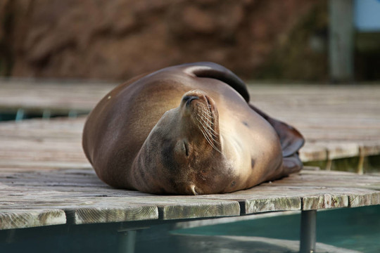 海？獅子？