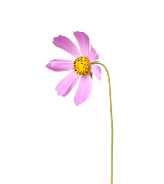 花的宇宙