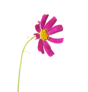 花的宇宙