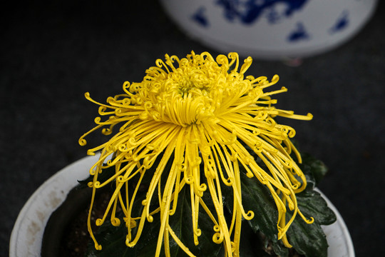 菊科