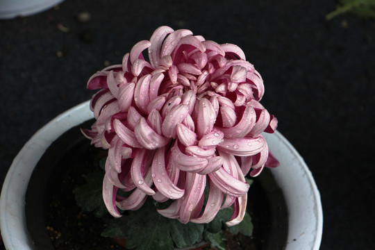 菊花