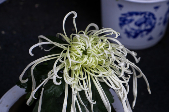 菊花
