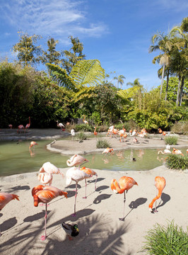 在圣地亞哥動(dòng)物園的火烈鳥區(qū)。