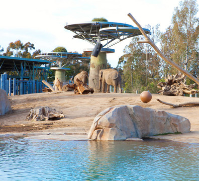 圣地亞哥動(dòng)物園大象保護(hù)區(qū)。