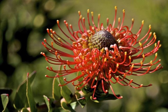 火焰花穗Leucospermum