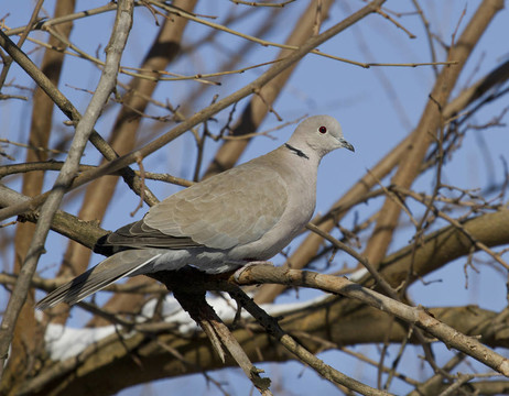 斑鳩（斑鳩decaocto）- 1。