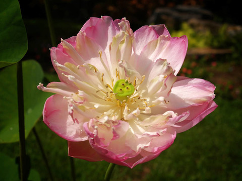 蓮花