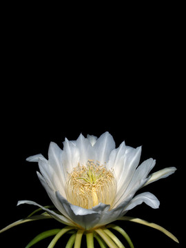 火龍果花
