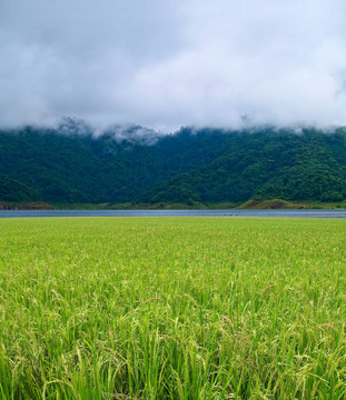 霧山水田
