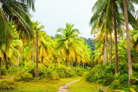 在Jungle的路上
