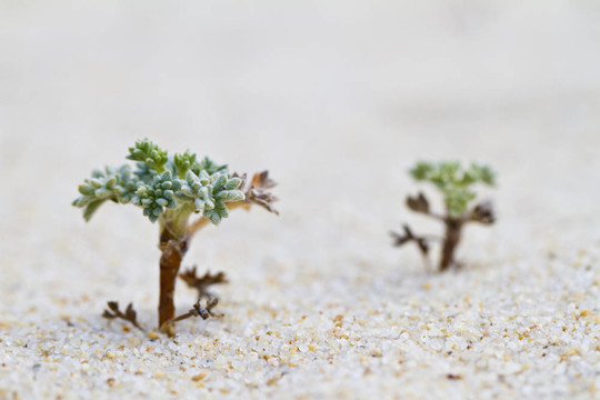 海灘沙丘植物