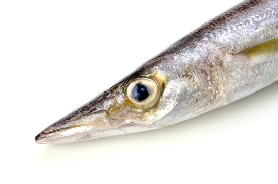 紅色的魚
