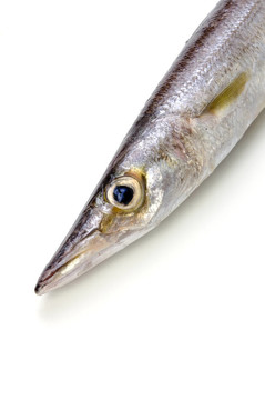紅色的魚