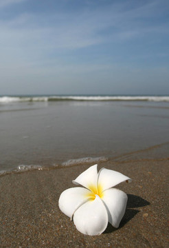 白色花和海灘