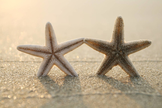 海灘上的海星
