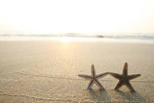 海灘上的海星
