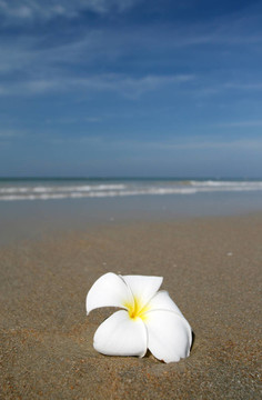 白色花和海灘