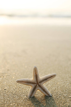 海灘上的海星
